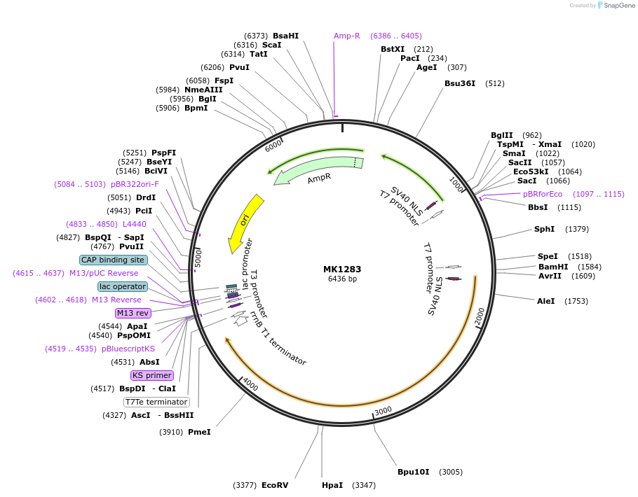 71428-plasmid-map-sequence-id-440608
