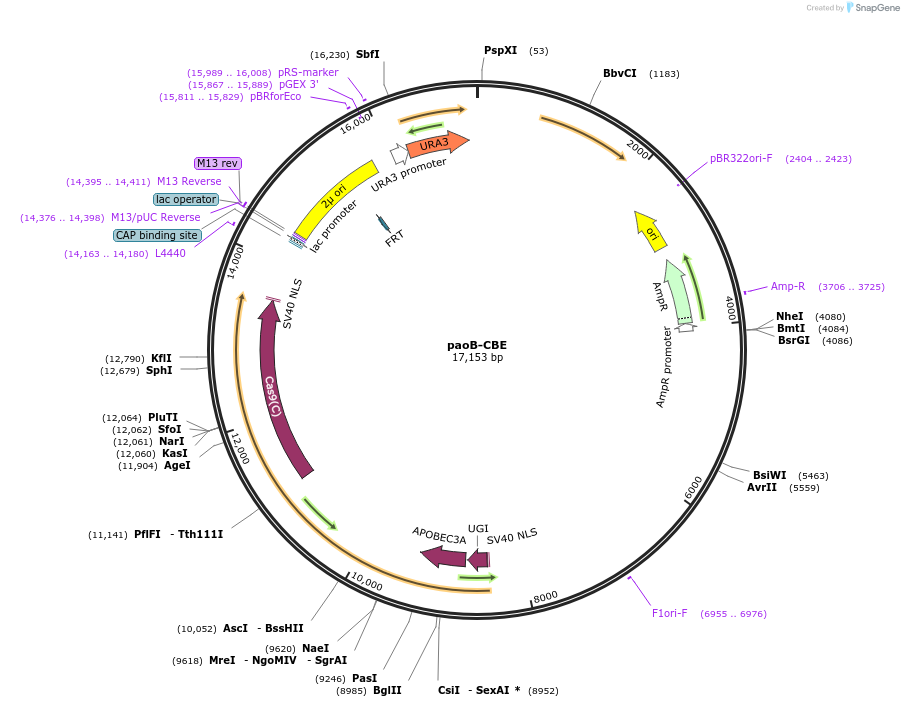 220373-plasmid-map-sequence-id-440613
