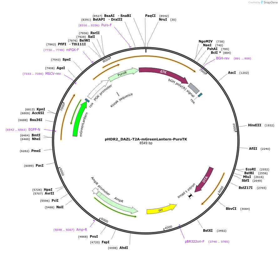 222917-plasmid-map-sequence-id-440615