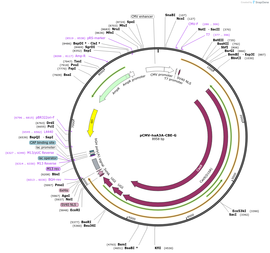 220894-plasmid-map-sequence-id-440616