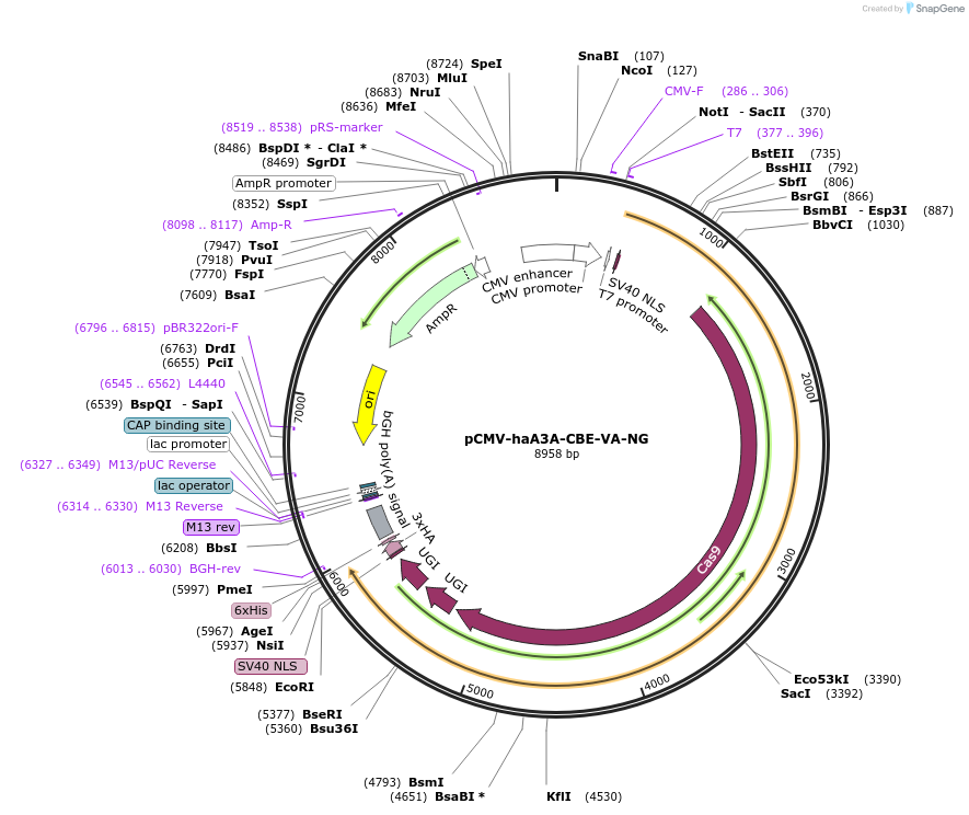 220896-plasmid-map-sequence-id-440618