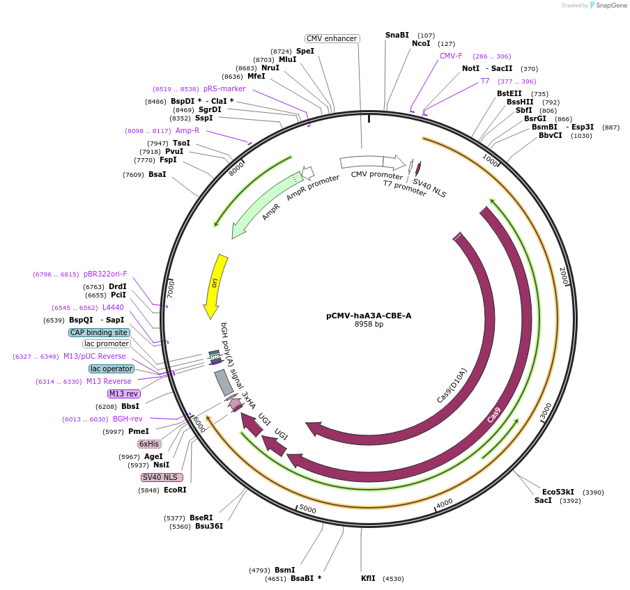 220892-plasmid-map-sequence-id-440620