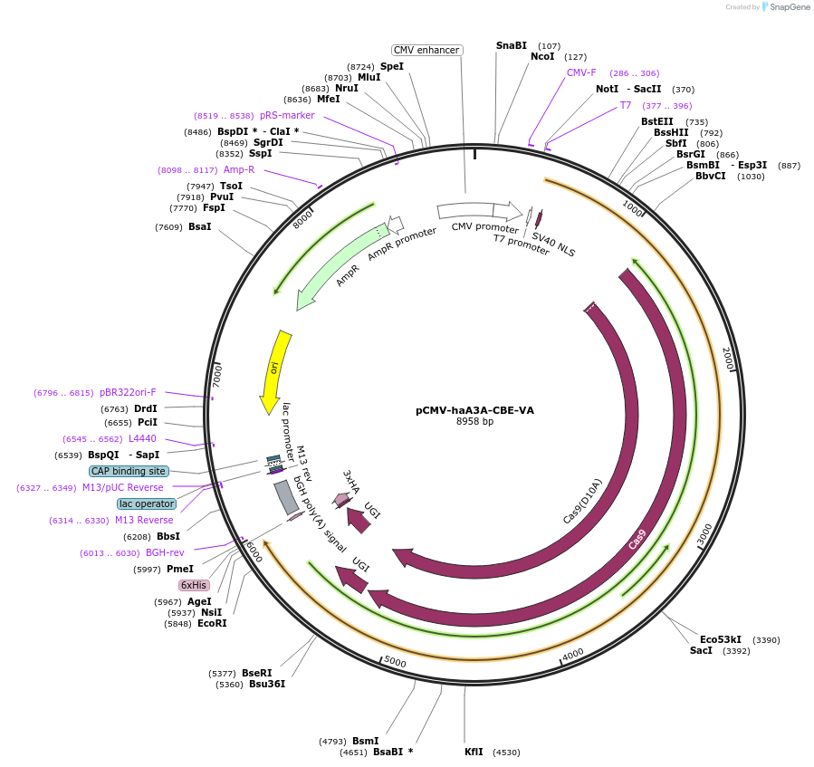 220893-plasmid-map-sequence-id-440622
