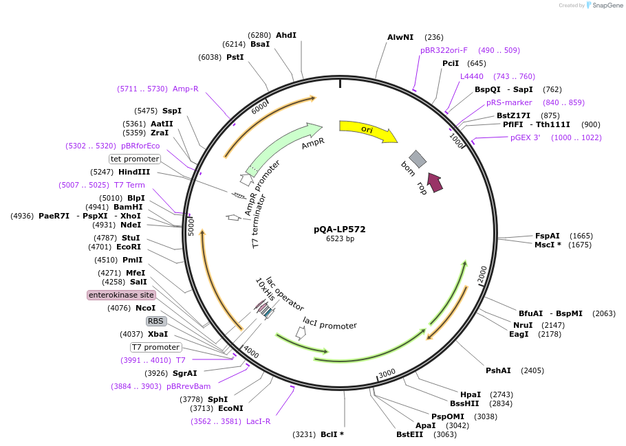 222951-plasmid-map-sequence-id-440796