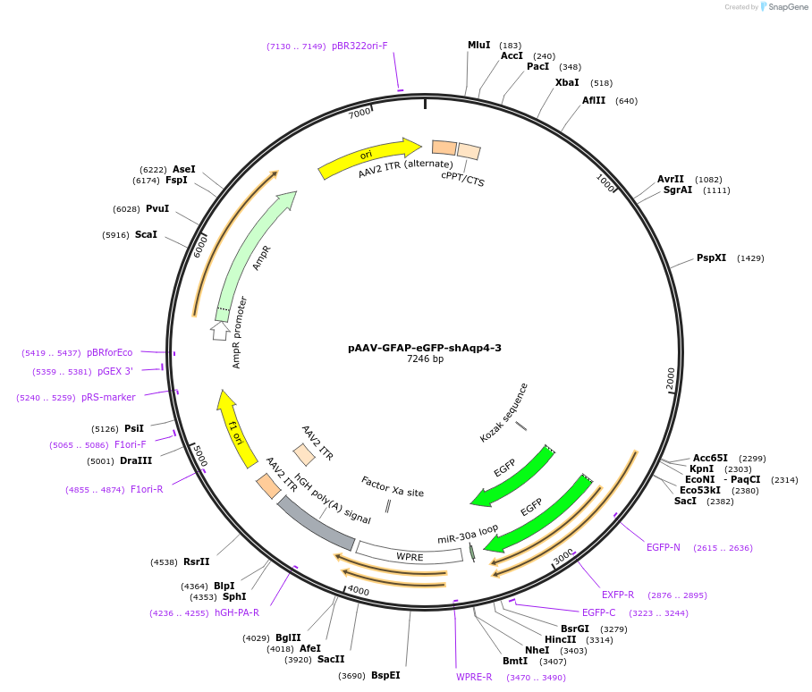 223224-plasmid-map-sequence-id-440814