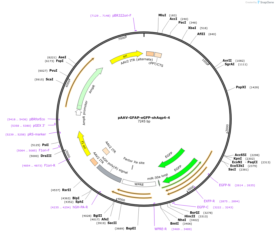 223225-plasmid-map-sequence-id-440815