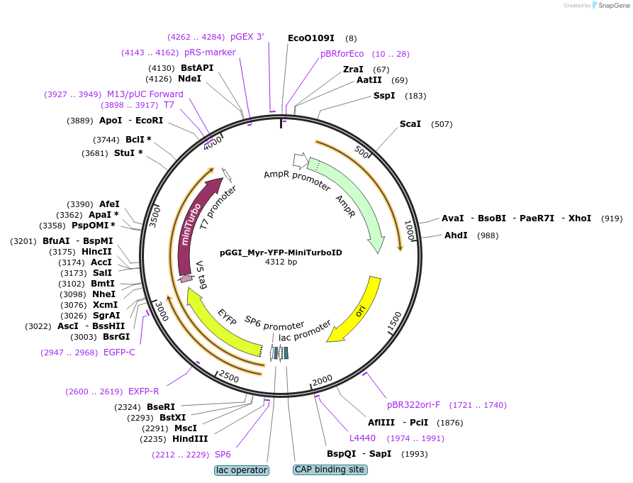 222432-plasmid-map-sequence-id-440822