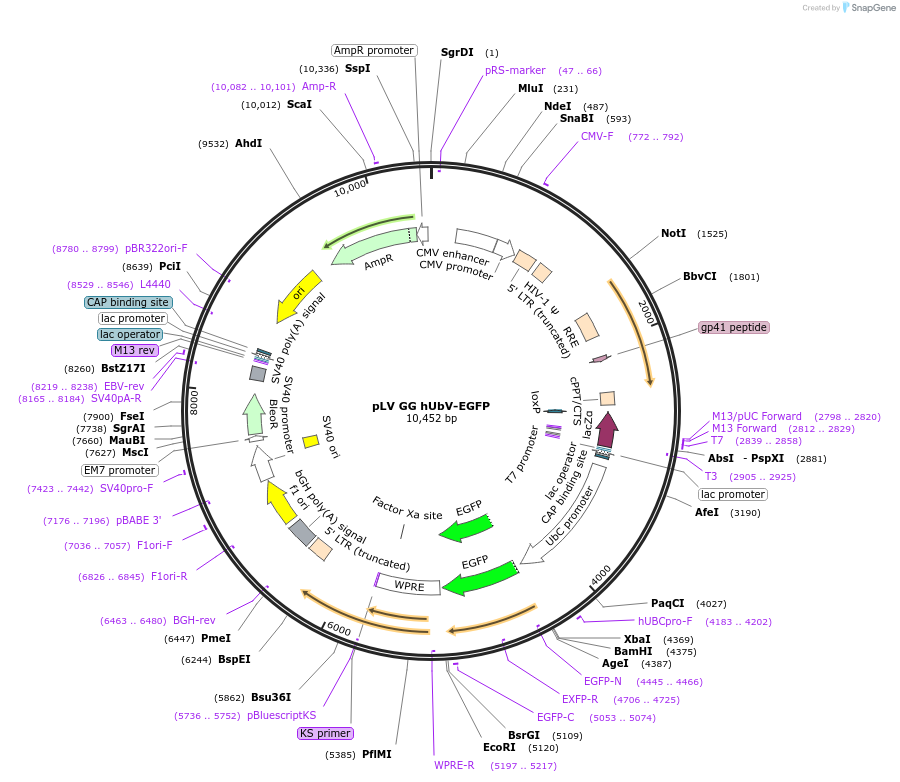 216161-plasmid-map-sequence-id-440824