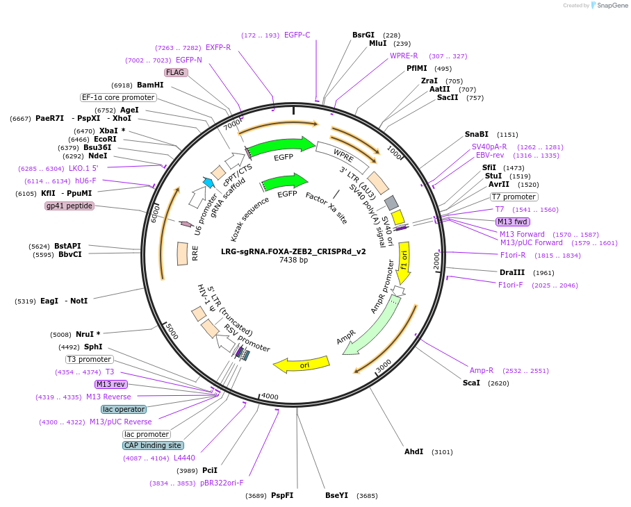 216173-plasmid-map-sequence-id-440825