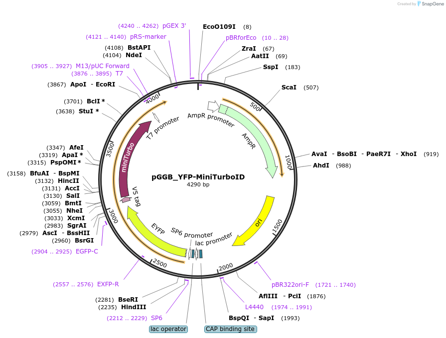 222433-plasmid-map-sequence-id-440826