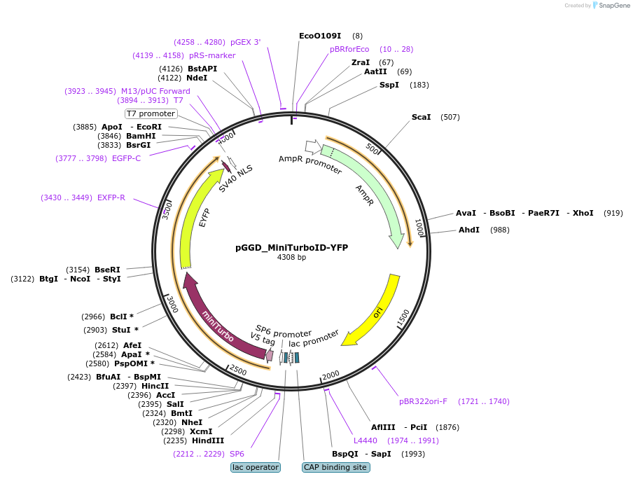 222434-plasmid-map-sequence-id-440831