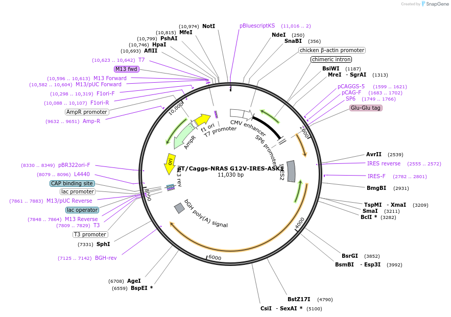 221074-plasmid-map-sequence-id-440841