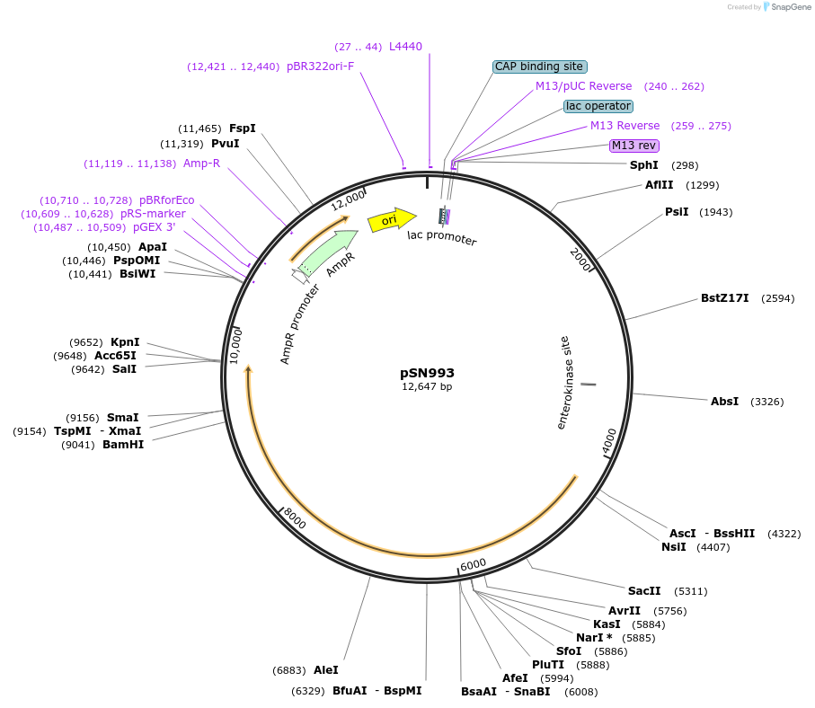219961-plasmid-map-sequence-id-440845