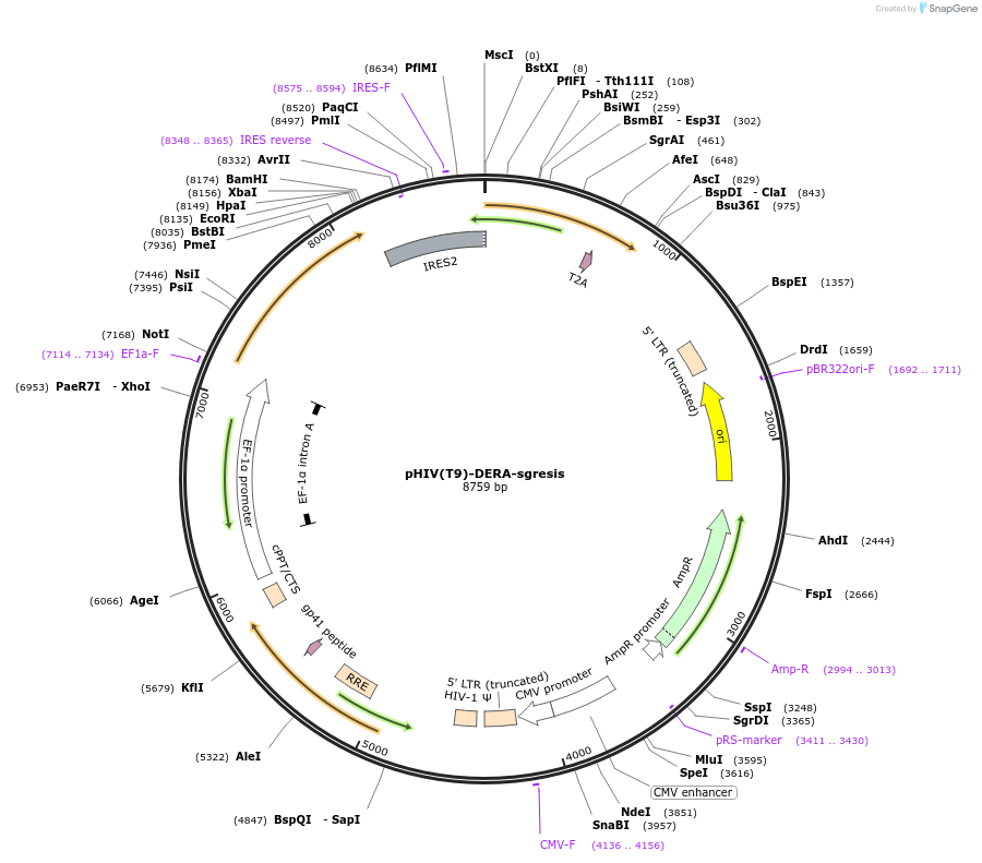 222622-plasmid-map-sequence-id-440849