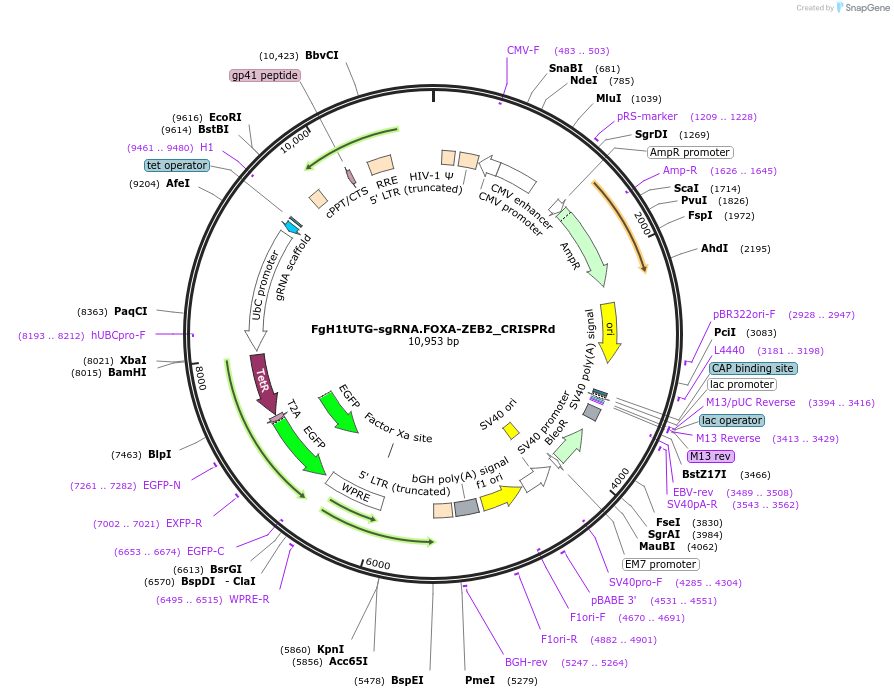 216170-plasmid-map-sequence-id-440852