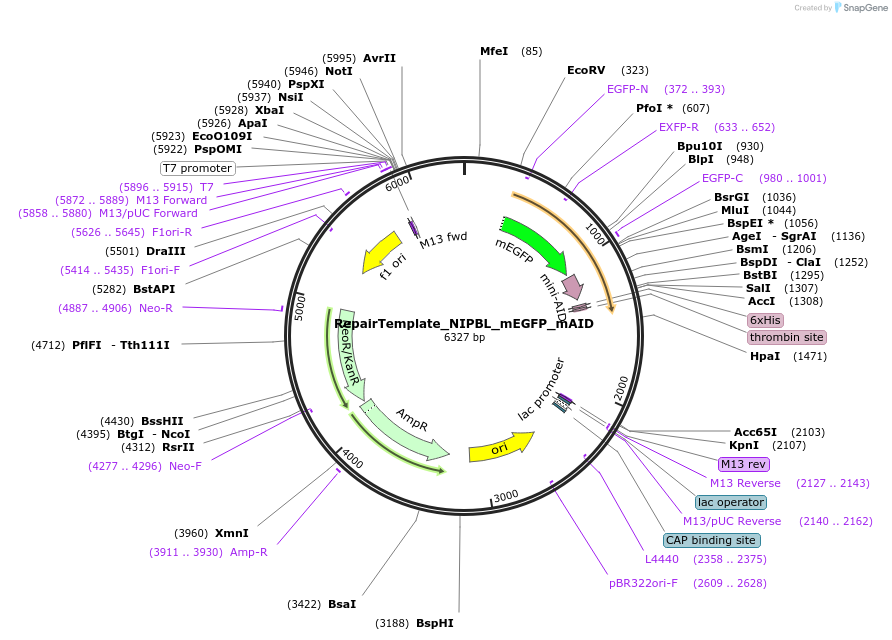 217664-plasmid-map-sequence-id-440856