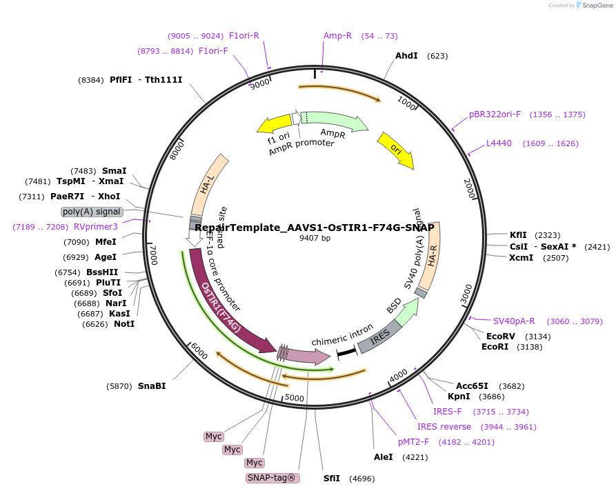 217665-plasmid-map-sequence-id-440857