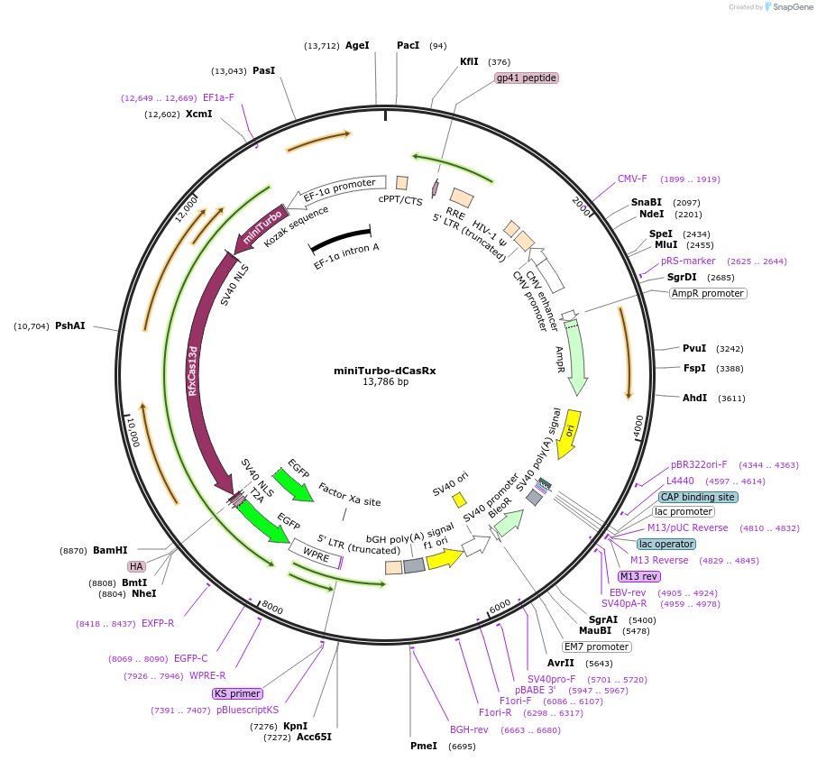 219821-plasmid-map-sequence-id-440859