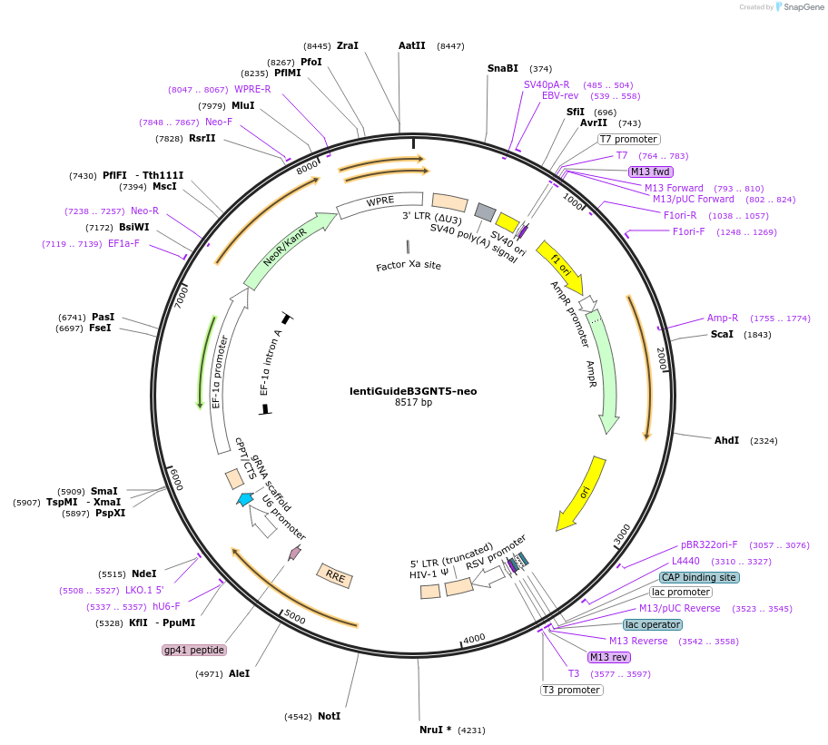 220867-plasmid-map-sequence-id-440866