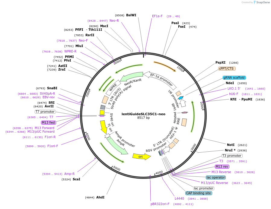 220868-plasmid-map-sequence-id-440867