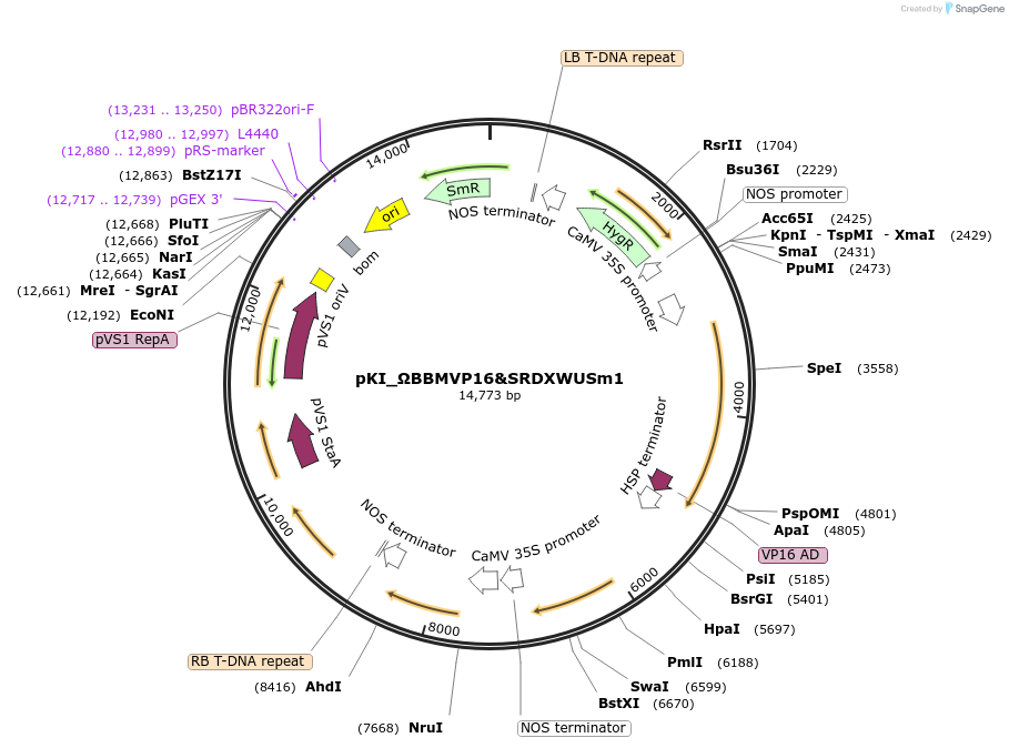 220349-plasmid-map-sequence-id-440868