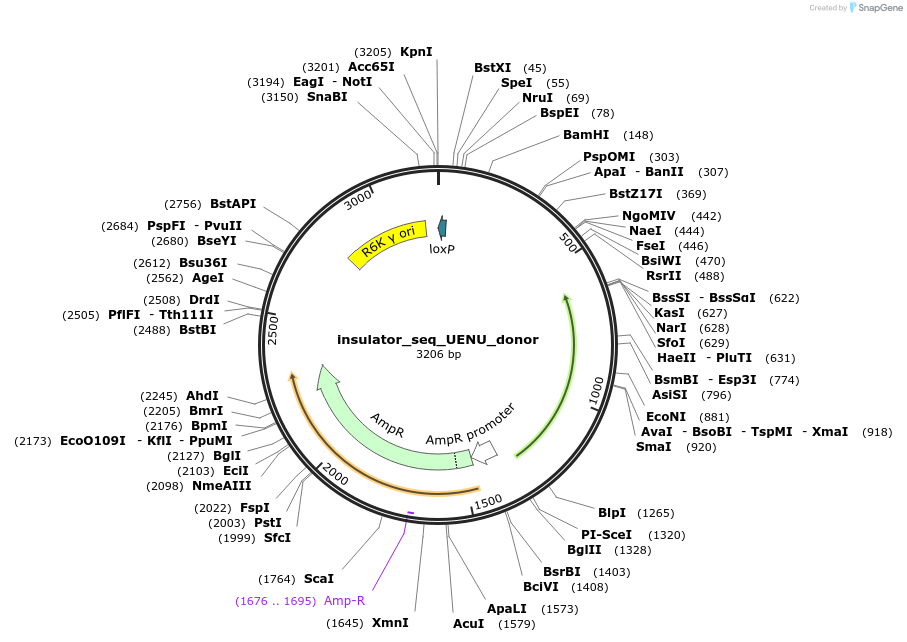 221459-plasmid-map-sequence-id-440874