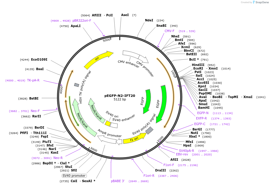 218719-plasmid-map-sequence-id-440875