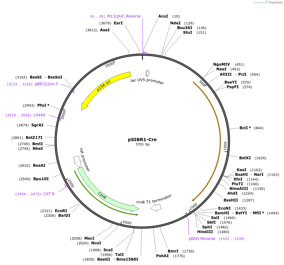 219437-plasmid-map-sequence-id-440878