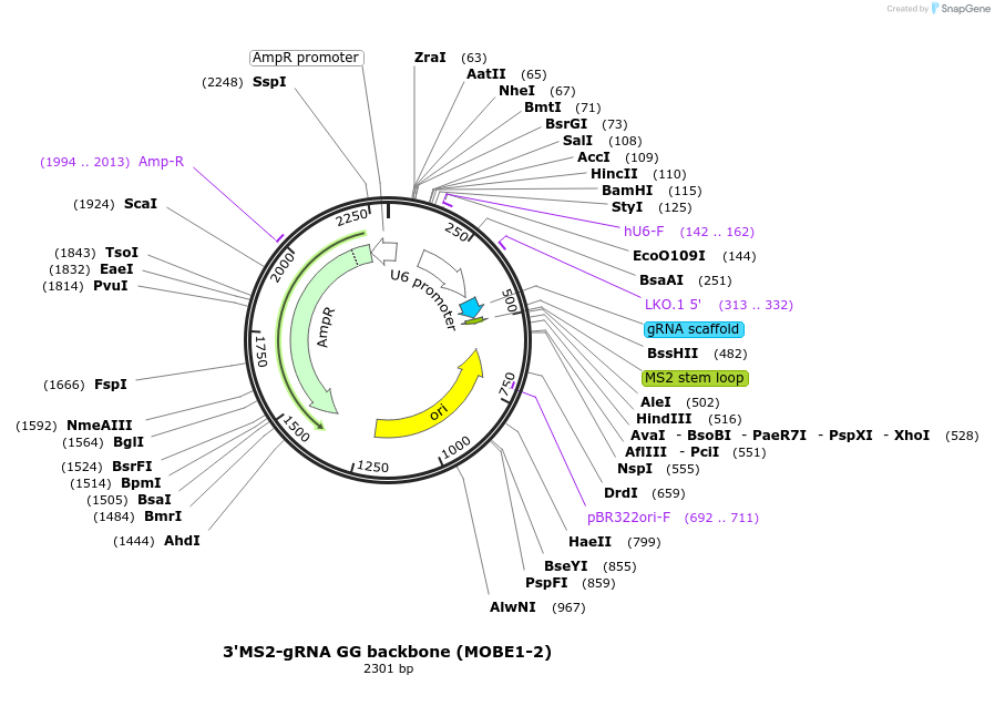 219948-plasmid-map-sequence-id-440881