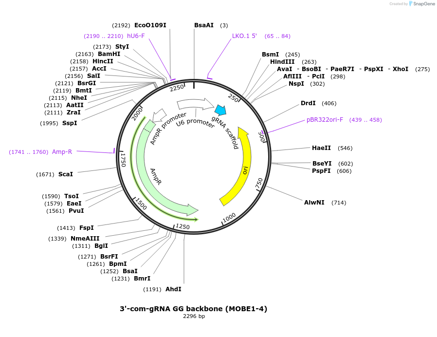 219947-plasmid-map-sequence-id-440913