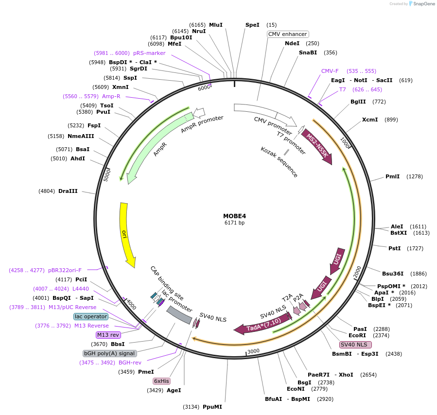 219944-plasmid-map-sequence-id-440937
