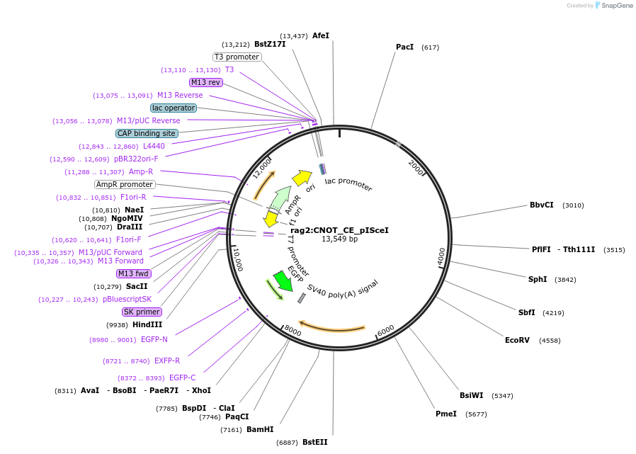 223046-plasmid-map-sequence-id-440940