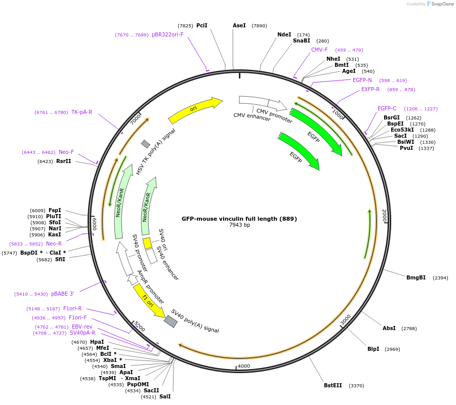 67935-plasmid-map-sequence-id-440941