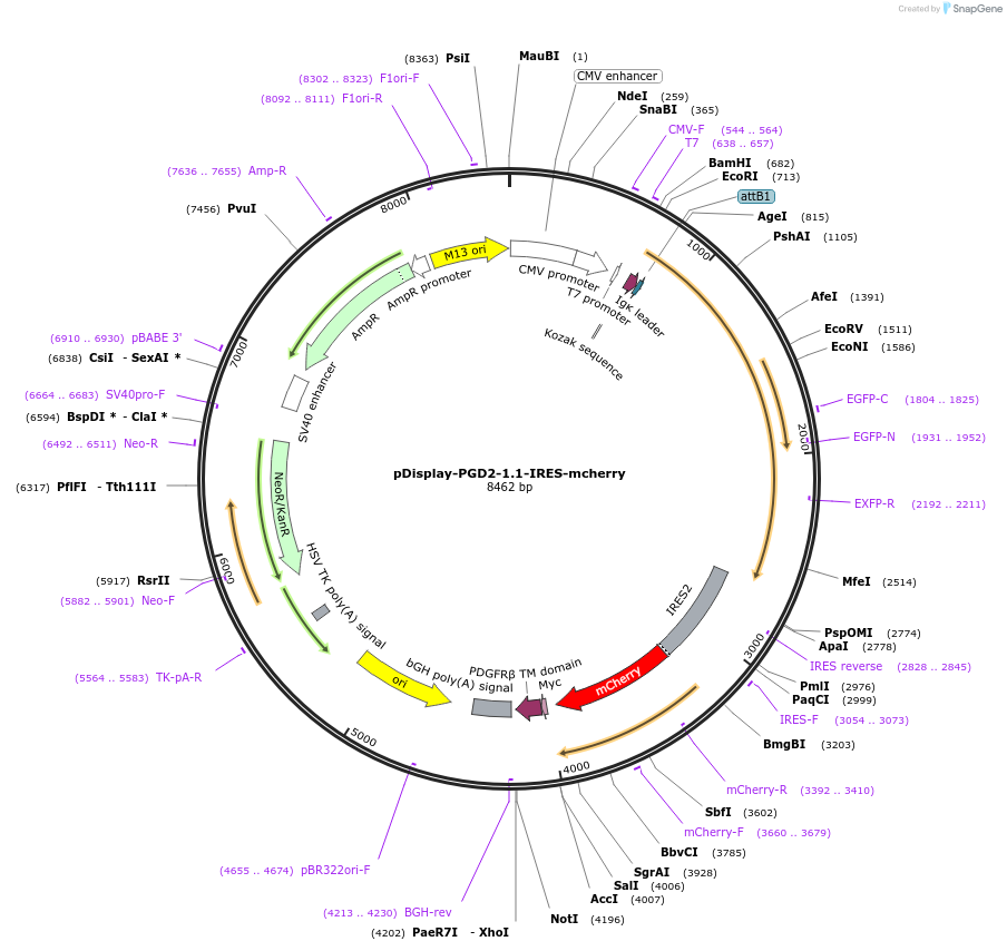 214763-plasmid-map-sequence-id-440943
