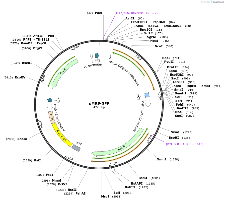 220197-plasmid-map-sequence-id-440946