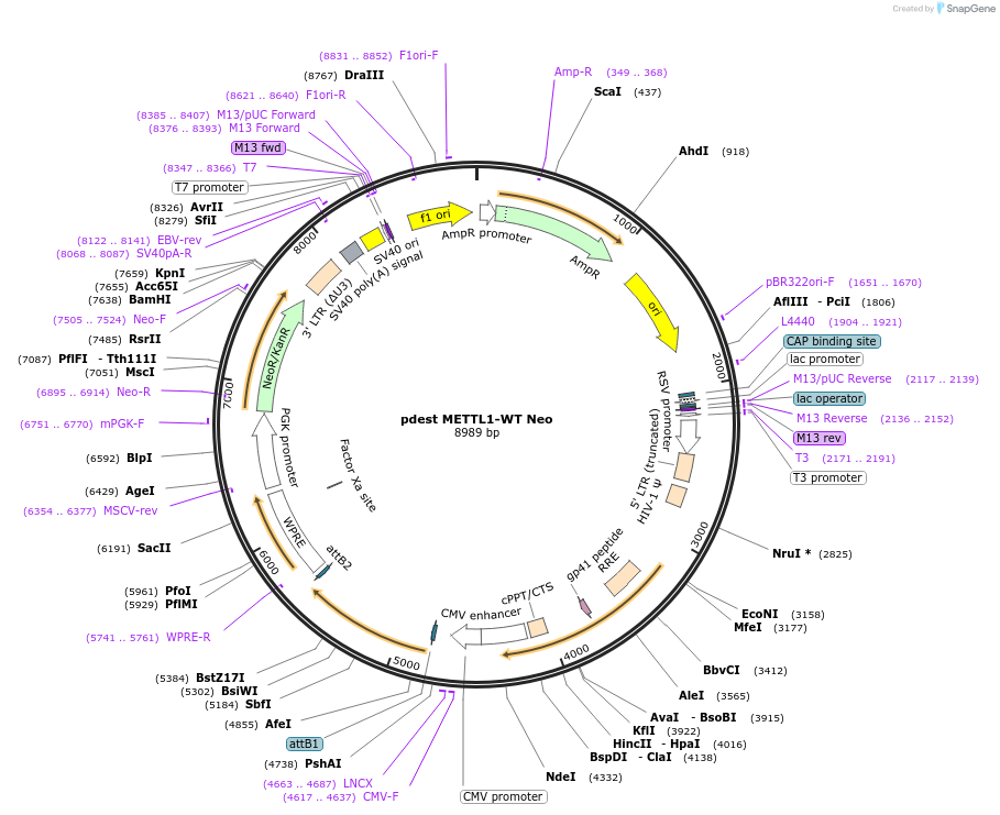 223058-plasmid-map-sequence-id-440948