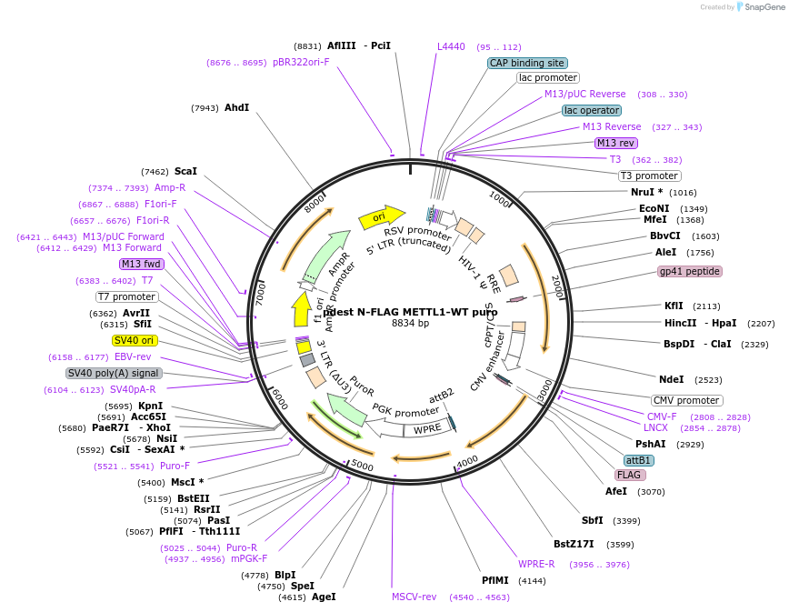 223055-plasmid-map-sequence-id-440956
