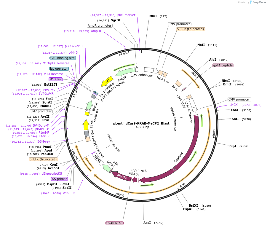 221501-plasmid-map-sequence-id-440959