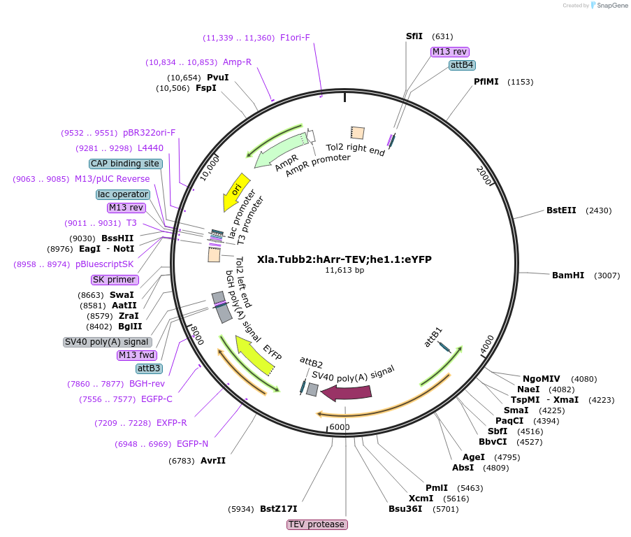 218859-plasmid-map-sequence-id-440963