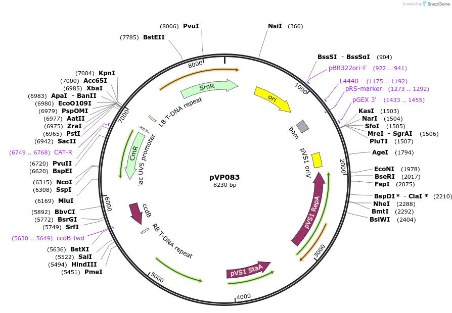 222035-plasmid-map-sequence-id-440964
