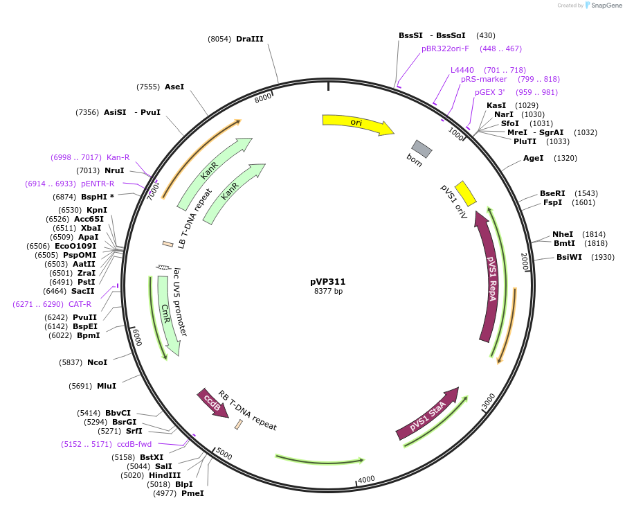 222070-plasmid-map-sequence-id-440968
