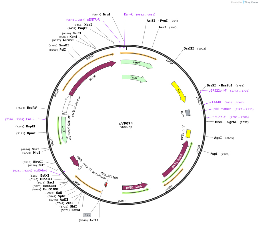 222077-plasmid-map-sequence-id-440969