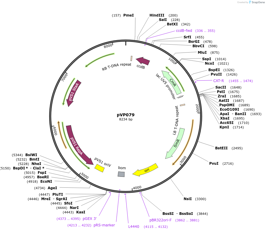 222031-plasmid-map-sequence-id-440971