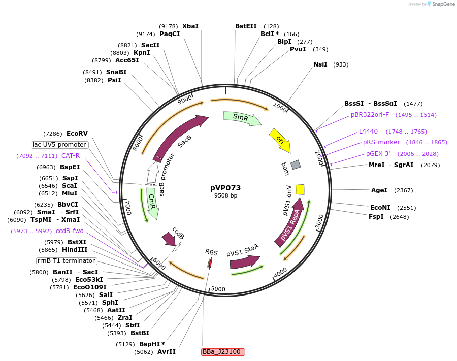 222076-plasmid-map-sequence-id-440974