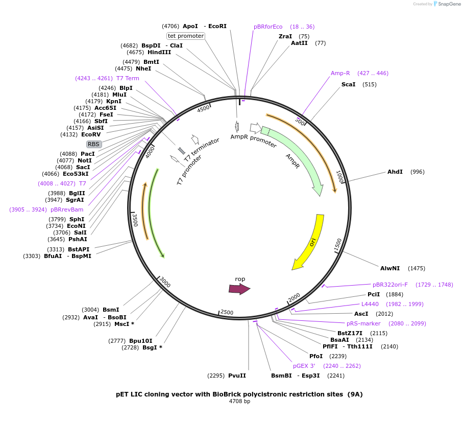 48283-plasmid-map-sequence-id-440993