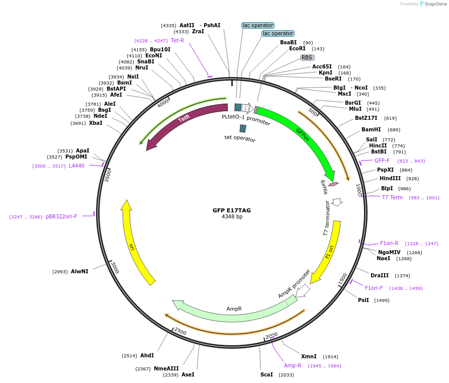 68295-plasmid-map-sequence-id-440998