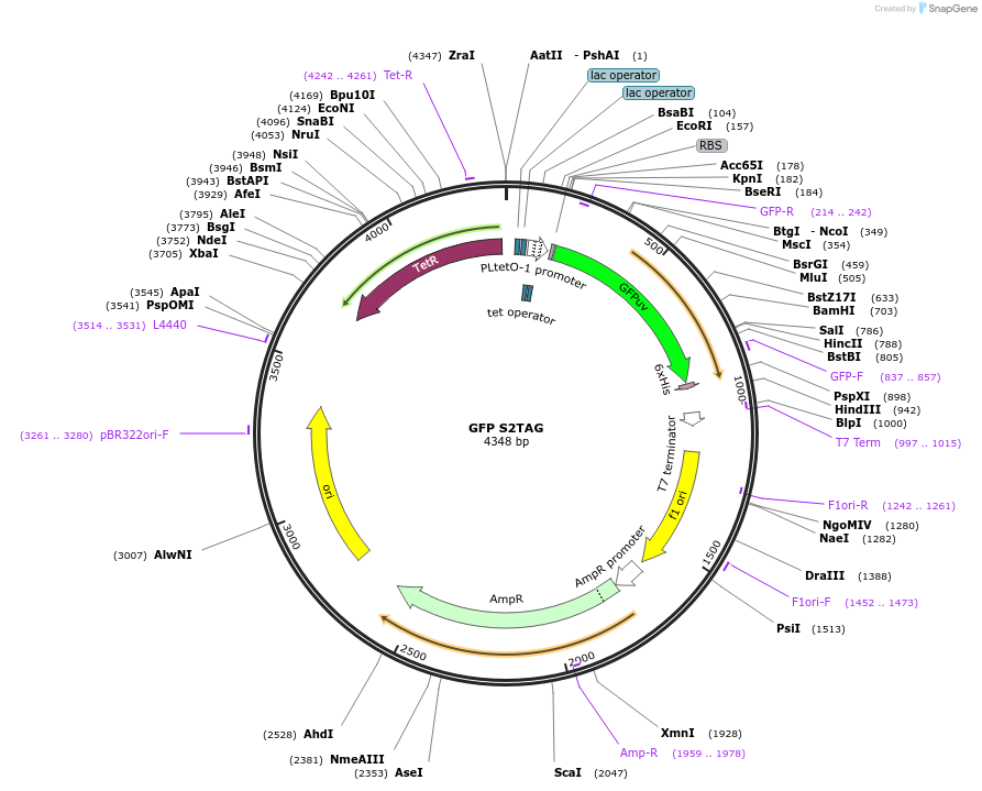 68296-plasmid-map-sequence-id-440999