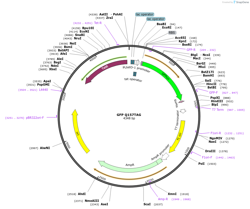 68297-plasmid-map-sequence-id-441000