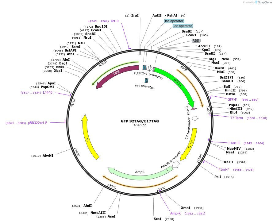 68298-plasmid-map-sequence-id-441001
