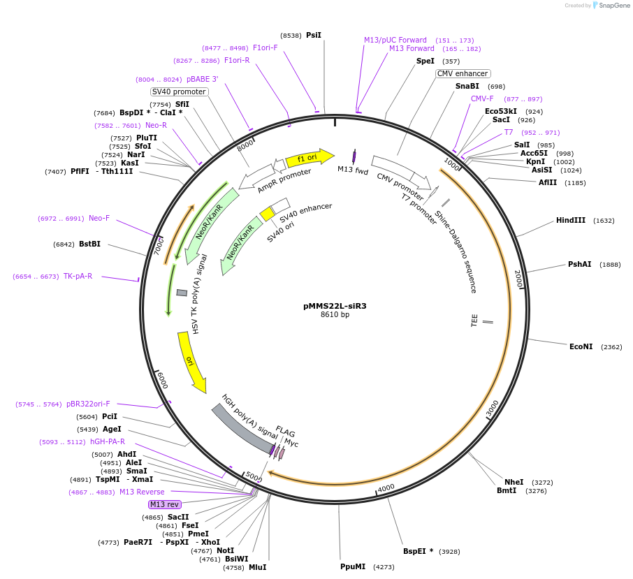 221013-plasmid-map-sequence-id-441013